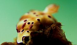 Nudibranch with a twist, a greenwater background. D2x 60m... by Rand Mcmeins 